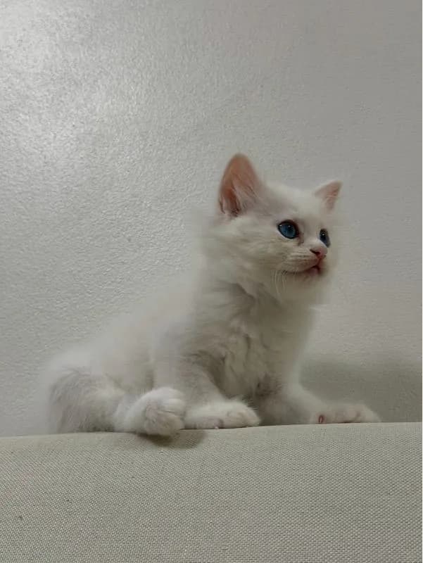 ลูกเเมวเปอร์เซีอย