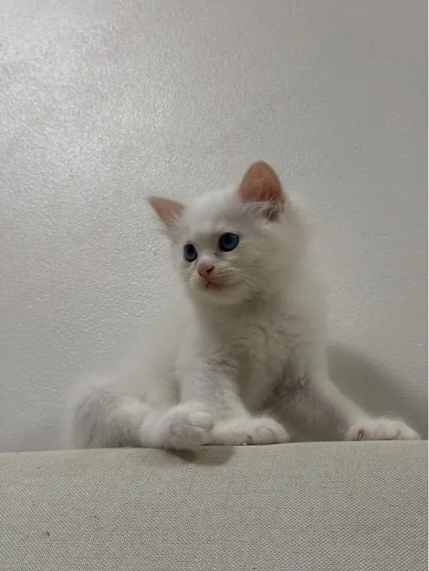 ลูกเเมวเปอร์เซีอย