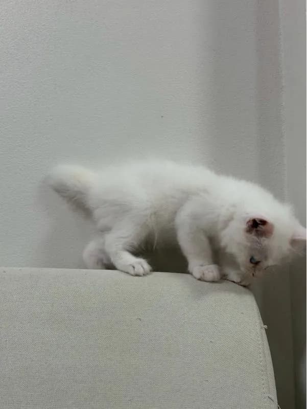ลูกเเมวเปอร์เซีอย