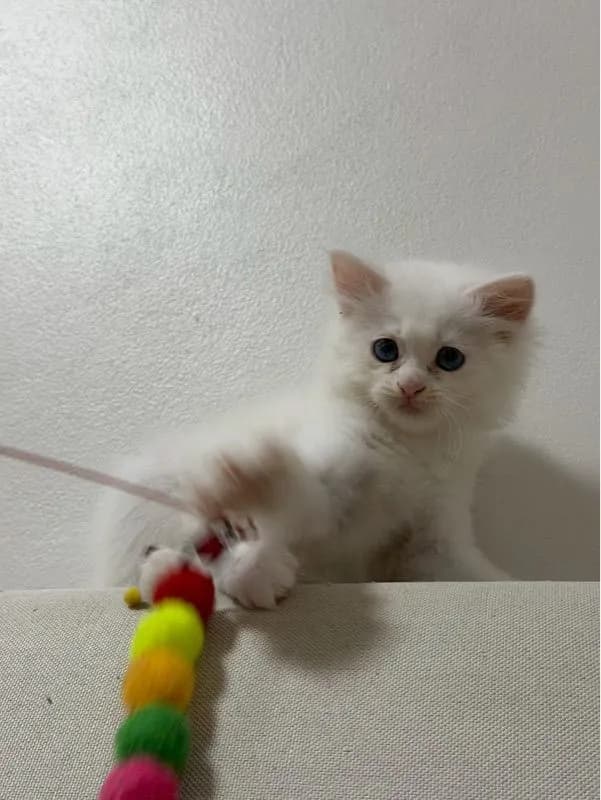ลูกเเมวเปอร์เซีอย