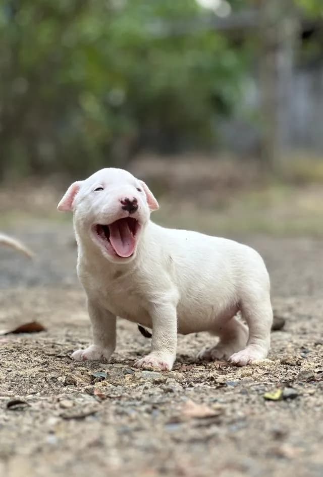 สุนัขบลูเทอเรีย Bullterrier std