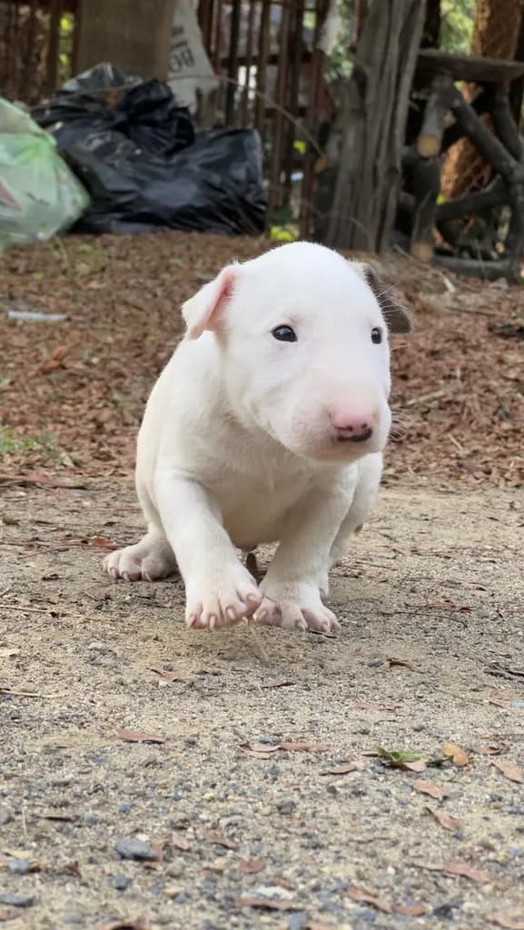สุนัขบลูเทอเรีย Bullterrier std