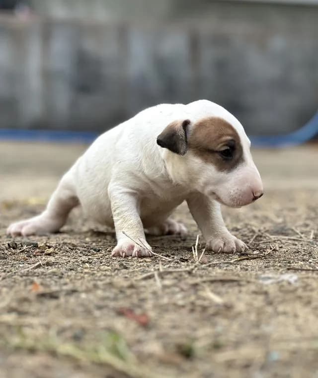 สุนัขบลูเทอเรีย Bullterrier std