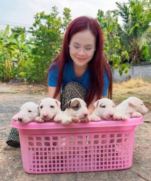สุนัขบลูเทอเรีย Bullterrier std