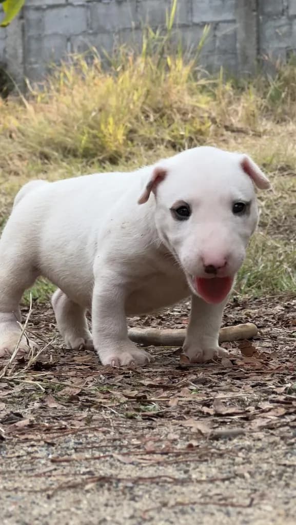 สุนัขบลูเทอเรีย Bullterrier std