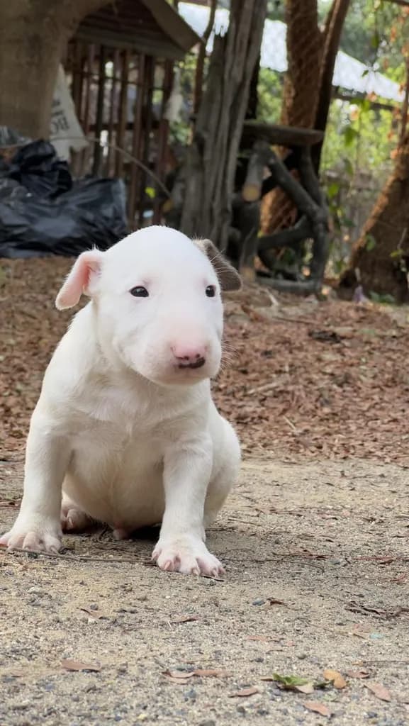 สุนัขบลูเทอเรีย Bullterrier std