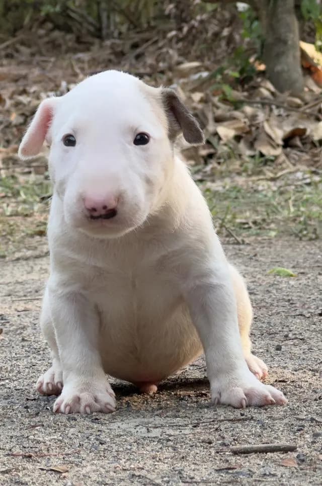 สุนัขบลูเทอเรีย Bullterrier std