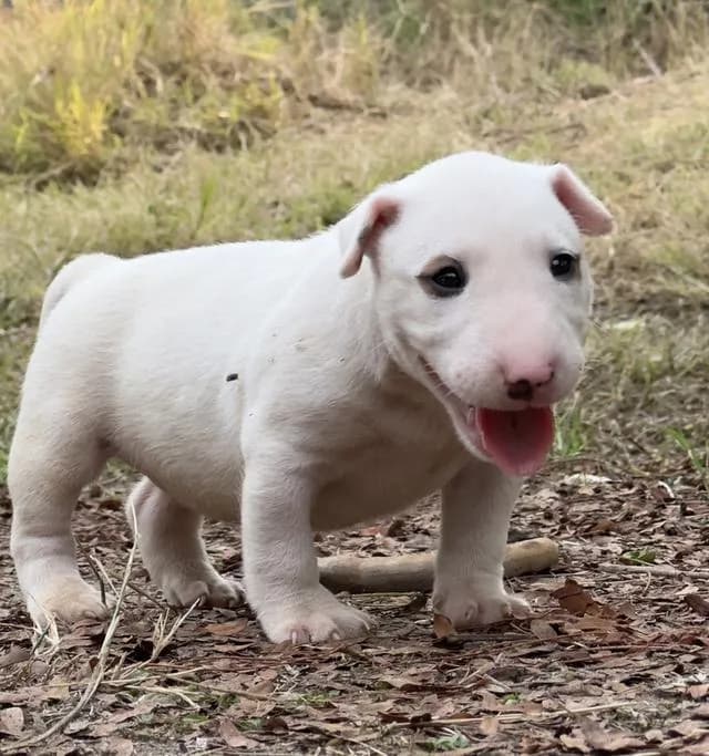 สุนัขบลูเทอเรีย Bullterrier std