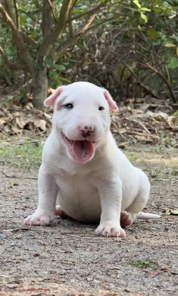 สุนัขบลูเทอเรีย Bullterrier std