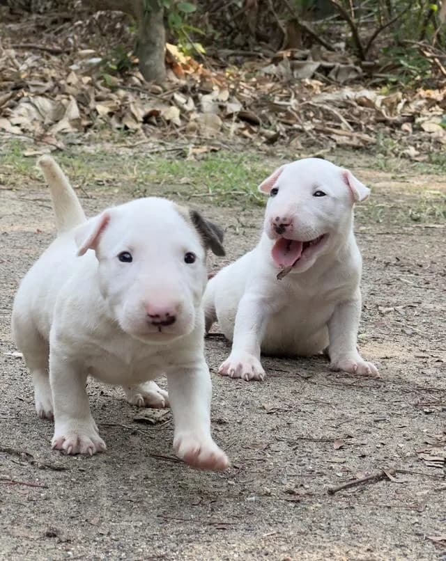 สุนัขบลูเทอเรีย Bullterrier std