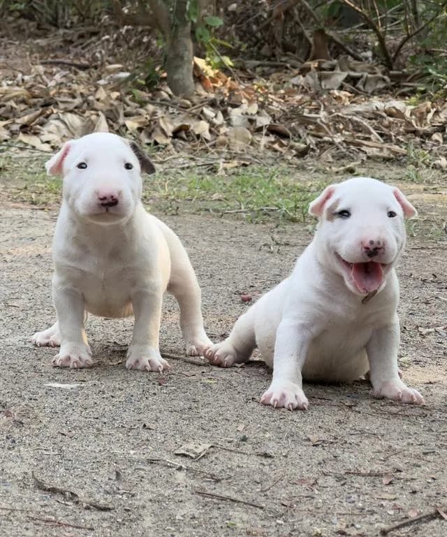 สุนัขบลูเทอเรีย Bullterrier std