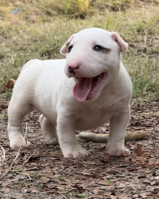 สุนัขบลูเทอเรีย Bullterrier std