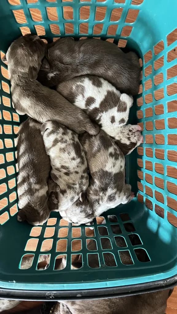 สุนัข พิทบูล ลูกหมากำลังน่ารัก