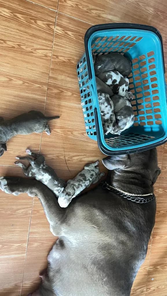 สุนัข พิทบูล ลูกหมากำลังน่ารัก