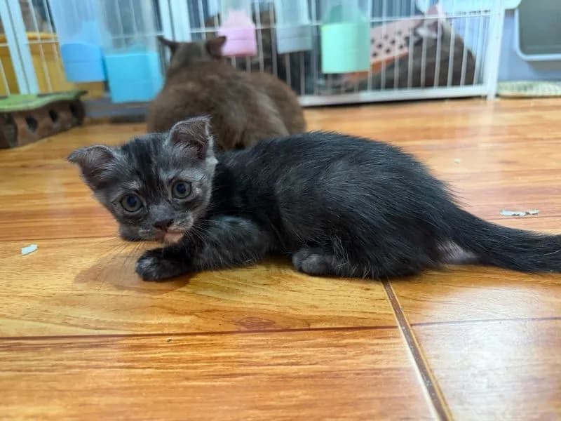 แมวมันกิ้น