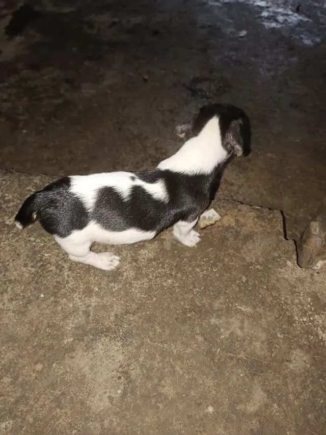 ลูกสุนัขแจ๊ครัสเซลล์เทอร์เรีย