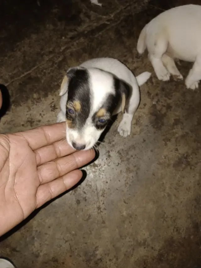 ลูกสุนัขแจ๊ครัสเซลล์เทอร์เรีย