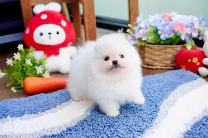 ปอมแท้ เพศผู้ ขนแน่น เกรดสวย