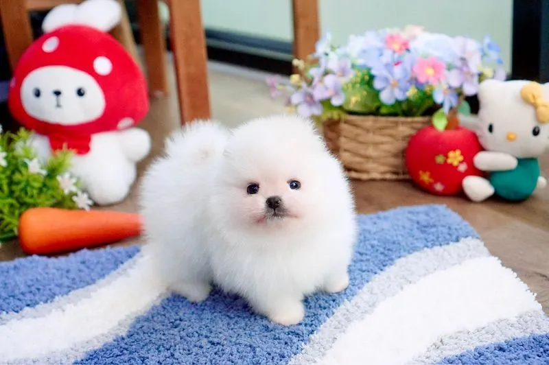 ปอมแท้ เพศผู้ ขนแน่น เกรดสวย