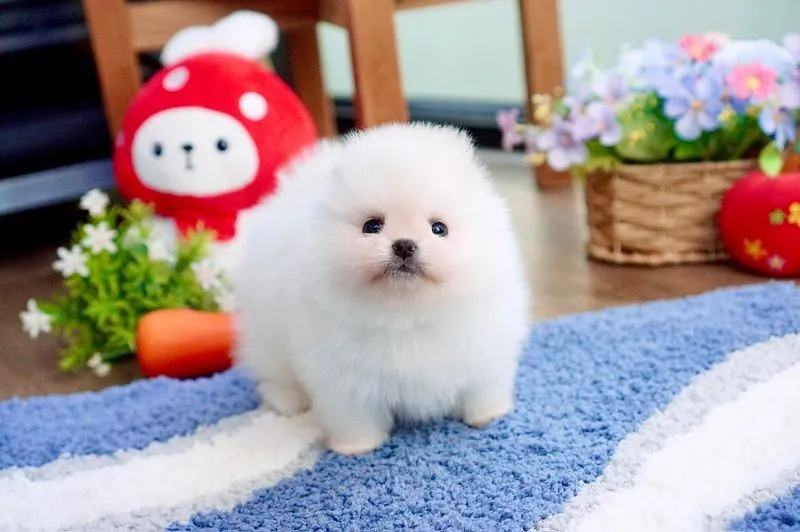 ปอมแท้ เพศผู้ ขนแน่น เกรดสวย
