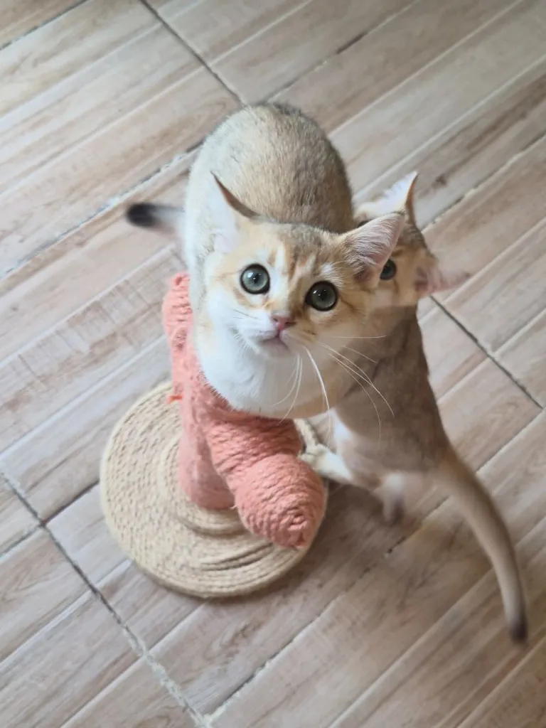 เเมวบริติช ช๊อตเเฮร์