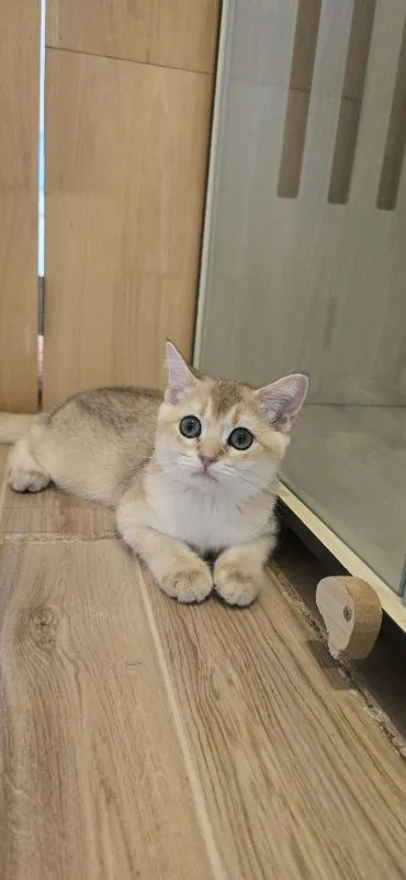 เเมวบริติช ช๊อตเเฮร์