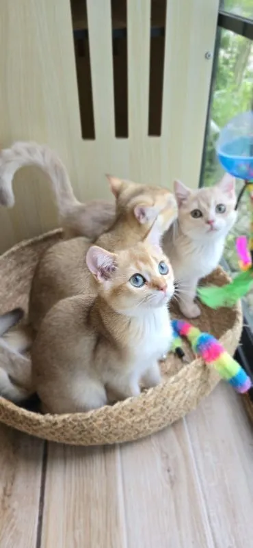 เเมวบริติช ช๊อตเเฮร์