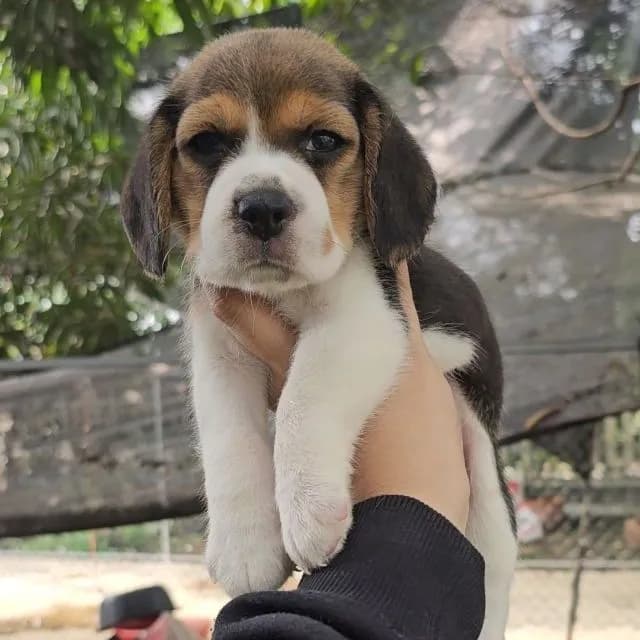 ลูกสุนัขบีเกิ้ลเมีย