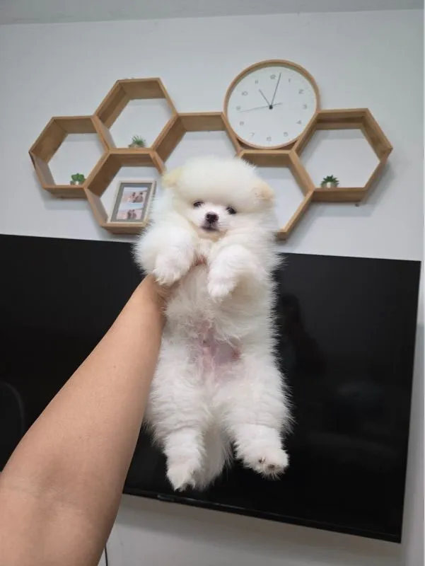 ปอมแท้