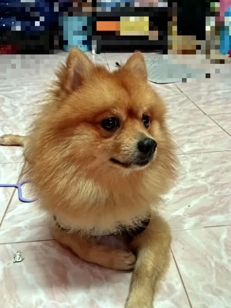 ผมชื่อโคจิคับป๋ม