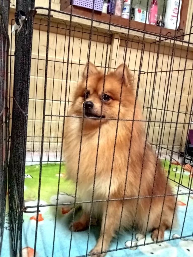ผมชื่อโคจิคับป๋ม