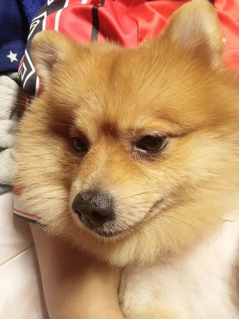ผมชื่อโคจิคับป๋ม