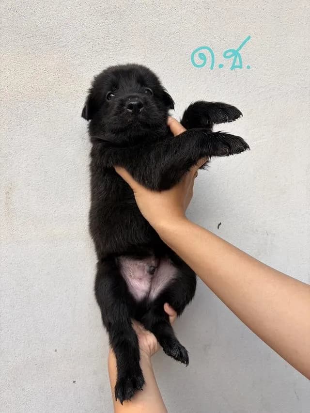 โกล้เด้นศมบางแก้ว ด.ช่าง