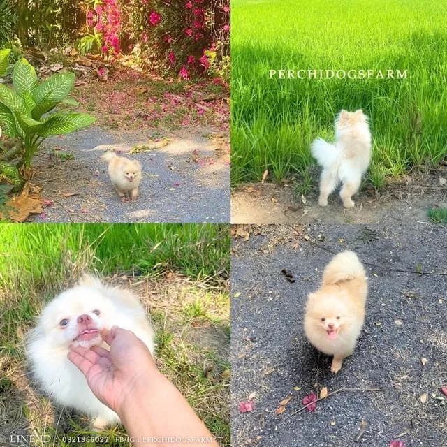 ลูกหมา ปอม ชาย พร้อมย้าย