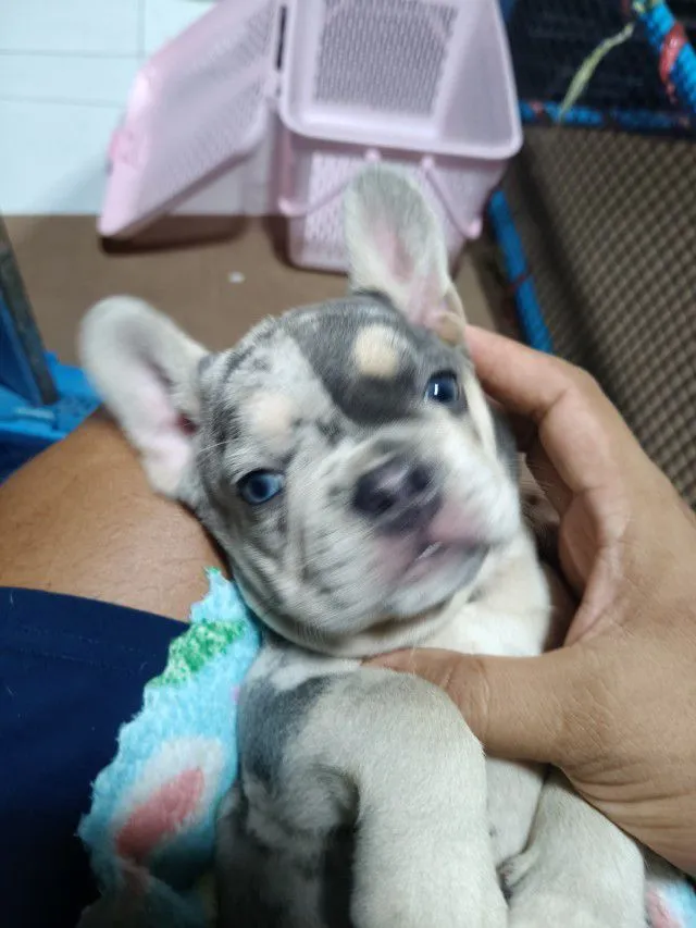 ลูกเฟรนบลูดอก