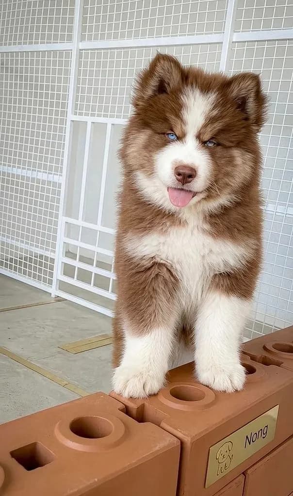 Copper Siberian Husky Rare Beautiful 🧡