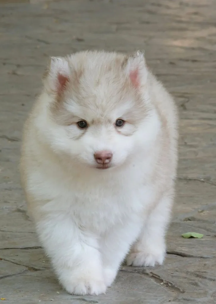 Copper Siberian Husky Rare Beautiful 🧡