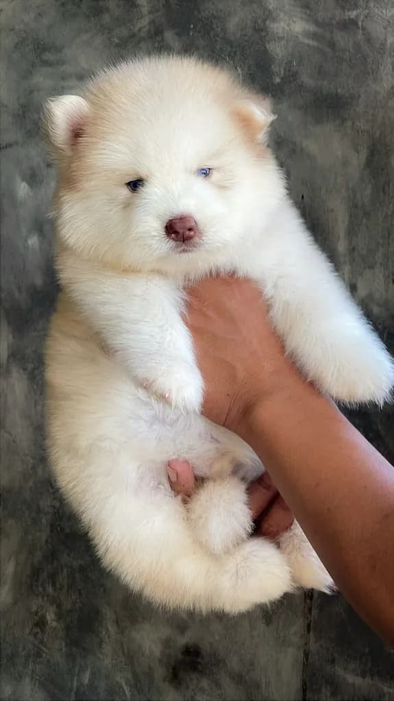 Copper Siberian Husky Rare Beautiful 🧡