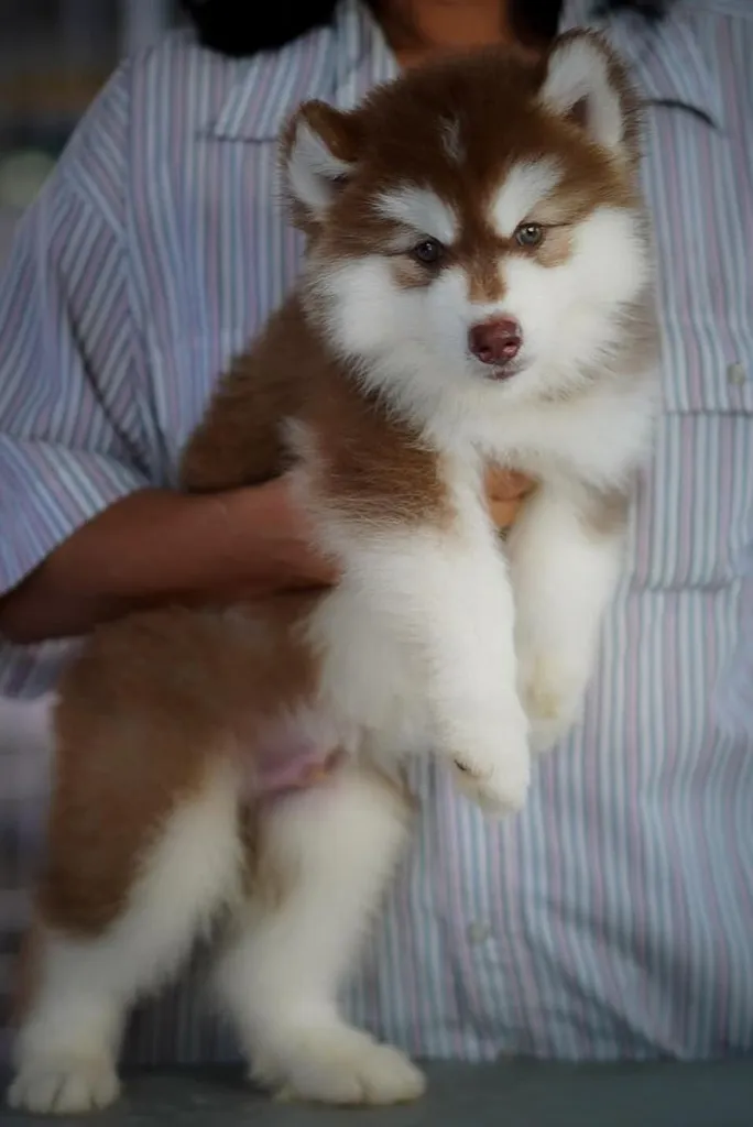 Copper Siberian Husky Rare Beautiful 🧡