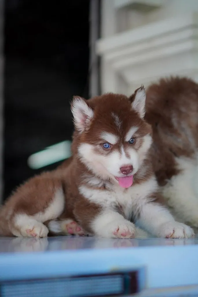 Copper Siberian Husky Rare Beautiful 🧡