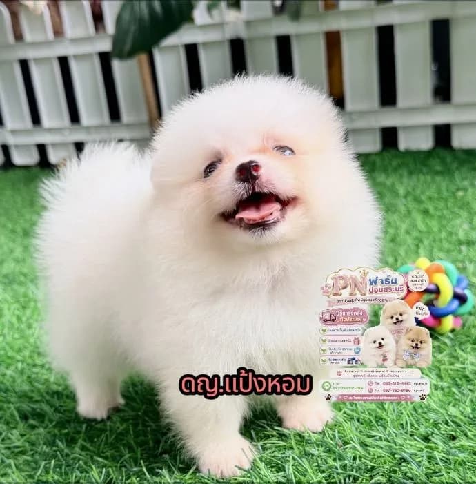 ปอมแท้ราคาถูก