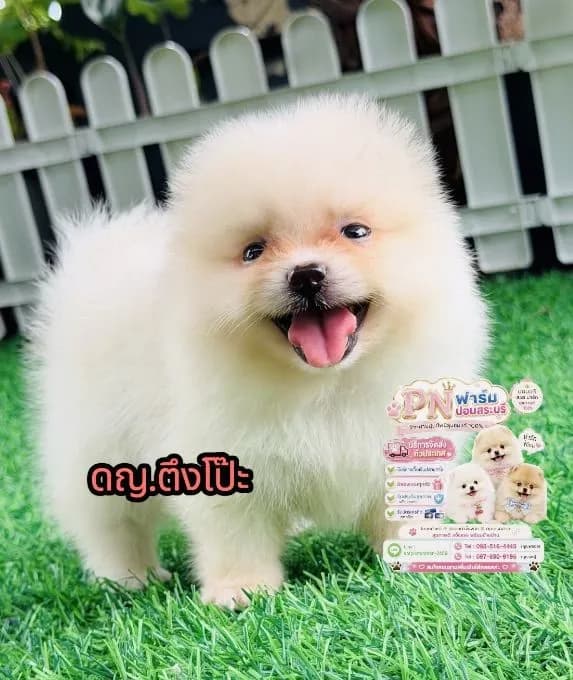ปอมแท้ราคาถูก
