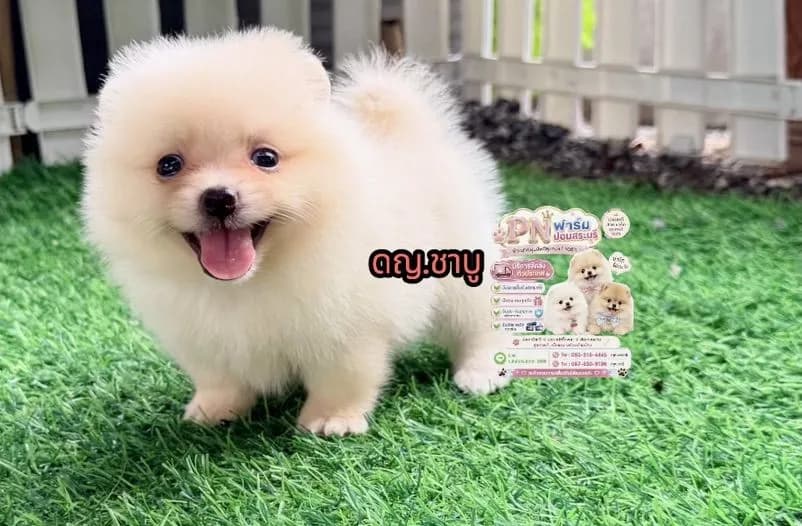 ปอมแท้ราคาถูก