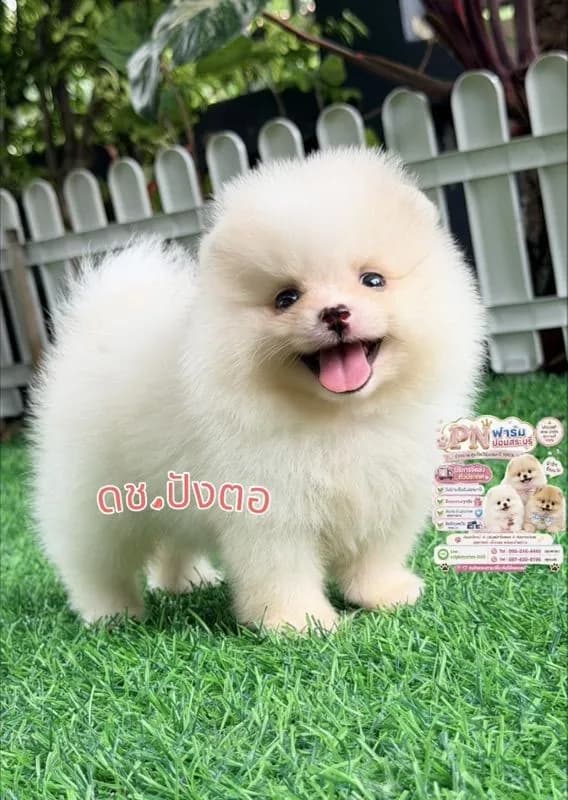 ปอมแท้ราคาถูก