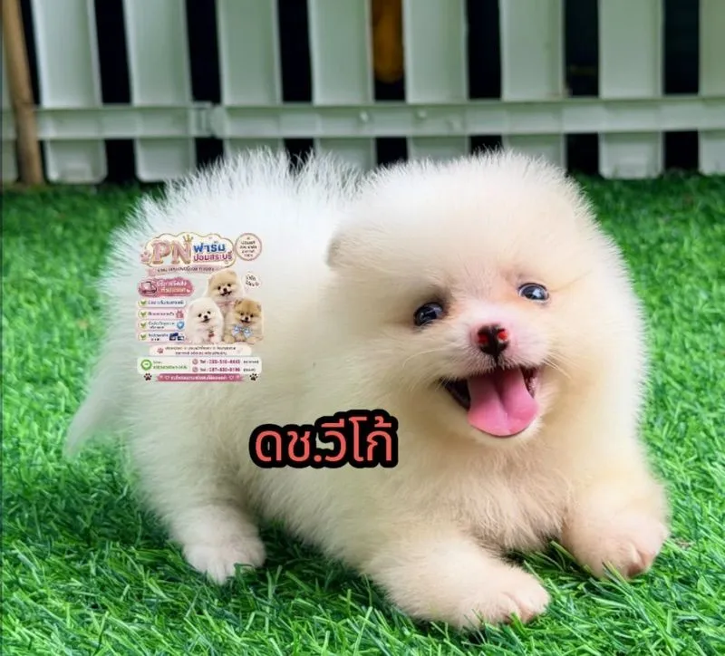 ปอมแท้ราคาถูก
