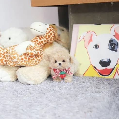 Maltipoo