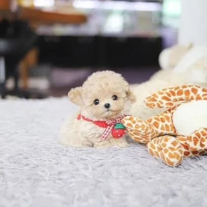 Maltipoo