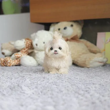 Maltipoo