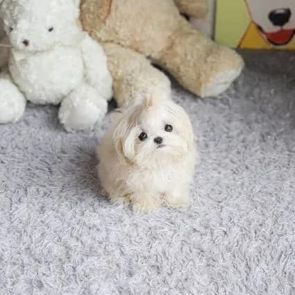 Maltipoo