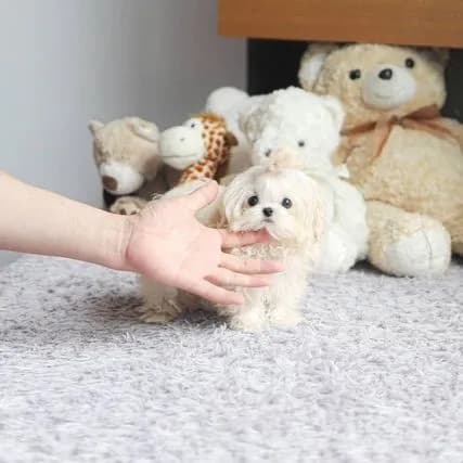 Maltipoo